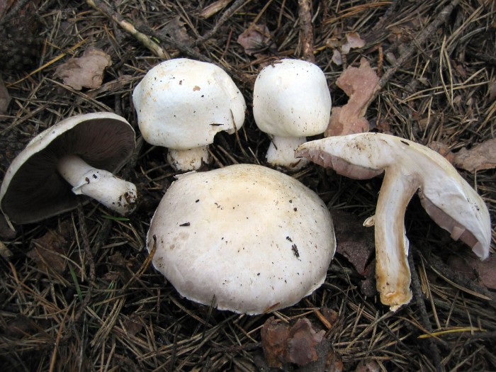 Agaricus GM1277 (moellerianus??)